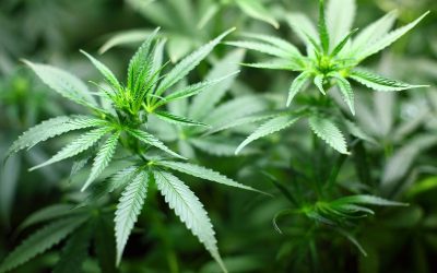 Ondernemer betrapt op drugshandel: hof bevestigt redelijkheid schatting inspecteur